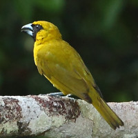 Yellow-green Grosbeak